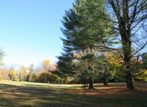 autumn foliage