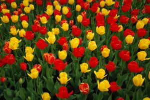 Tulip Garden in Kennett Square PA