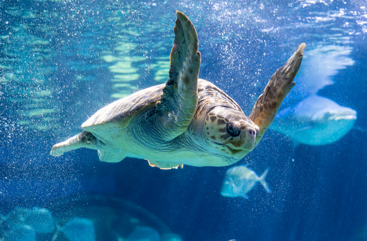 Best Zoos and Aquariums in Wilmington, DE | Montchanin Builders