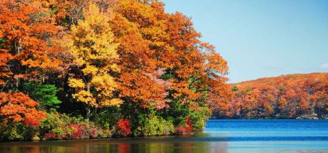 riverfront foliage