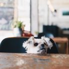 Sweet dog so cute mixed breed with Shih-Tzu, Pomeranian and Poodle looking something in a coffee shop cafe