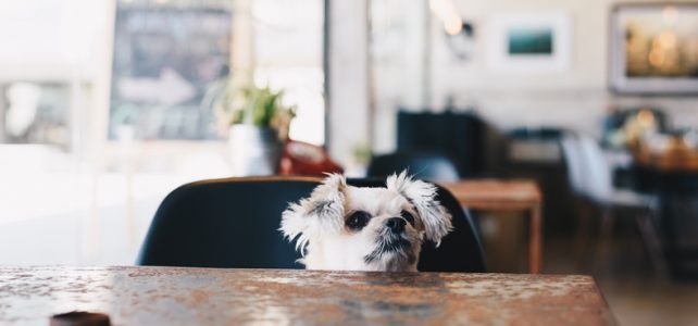 Sweet dog so cute mixed breed with Shih-Tzu, Pomeranian and Poodle looking something in a coffee shop cafe